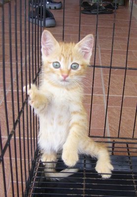 Uban, Orange, Belang, Langak - Tabby Cat