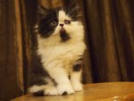 Flat Face Persian Kitten Bicolor - Persian Cat