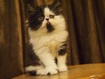 Flat Face Persian Kitten Bicolor - Persian Cat