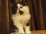 Flat Face Persian Kitten Bicolor - Persian Cat