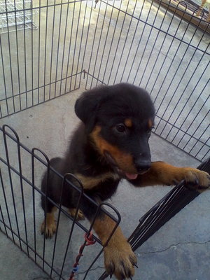 X Name - Rottweiler Dog