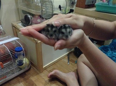 Winter White Hamsters - Short Dwarf Hamster Hamster