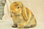 Holland Lop - Harlequin 18 - Holland Lop Rabbit