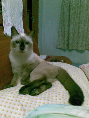 Ginny - Applehead Siamese Cat