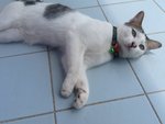 Uteh - Domestic Short Hair Cat