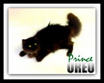 Prince Oreo - Domestic Long Hair Cat