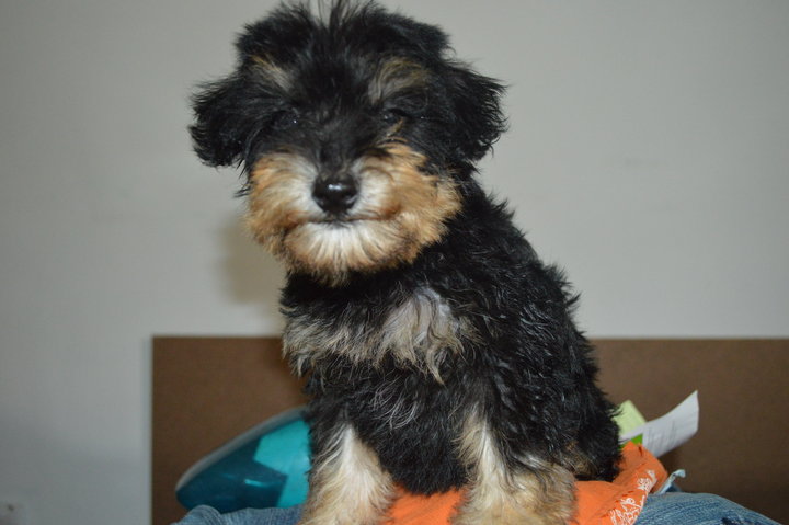 Schnauzer + Poodle Puppies Sold - 4 Months, Schnauzer Puppies from ...