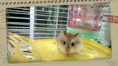 Sleepy - Roborovsky's Hamster Hamster