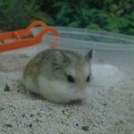 Sleepy - Roborovsky's Hamster Hamster