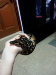Basil - Snake Reptile