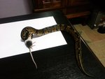 Basil - Snake Reptile