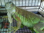 My Green Iguana