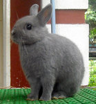 Netherland Dwarf Nd Baby Rabbit 18 - Netherland Dwarf Rabbit