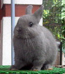 Netherland Dwarf Nd Baby Rabbit 18 - Netherland Dwarf Rabbit