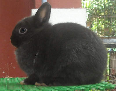 Netherland Dwarf Nd Baby Rabbit 19 - Netherland Dwarf Rabbit