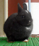 Netherland Dwarf Nd Baby Rabbit 19 - Netherland Dwarf Rabbit