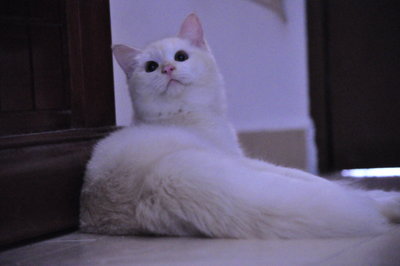 Cotton - Persian + Domestic Short Hair Cat