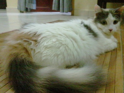 Shaca - Calico + Domestic Long Hair Cat