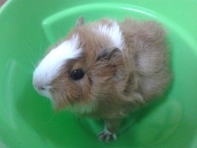 3-4 Piggies For Adoption - Guinea Pig Small & Furry