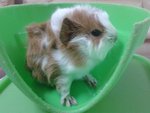 3-4 Piggies For Adoption - Guinea Pig Small & Furry