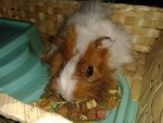 3-4 Piggies For Adoption - Guinea Pig Small & Furry