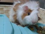 3-4 Piggies For Adoption - Guinea Pig Small & Furry