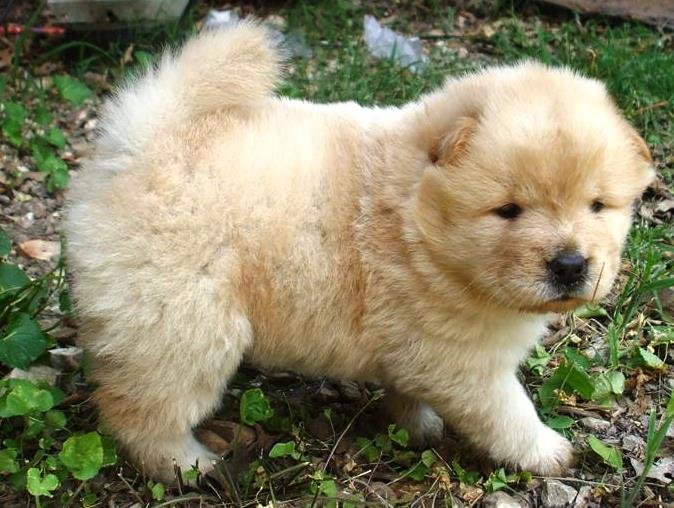 Chow Chow Puppy Sold - 2 Months, Thick Fur Brown Chow Chow from Klang ...