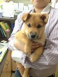 Tara ( 2 Months-female) - Mixed Breed Dog