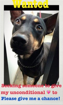 Max - Doberman Pinscher Mix Dog