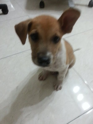 Jack ( Puchong ) - Jack Russell Terrier Mix Dog