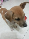 Jack ( Puchong ) - Jack Russell Terrier Mix Dog