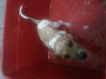 Jack ( Puchong ) - Jack Russell Terrier Mix Dog