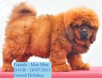 Mun Mun - Tibetan Mastiff Dog