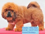 Mun Mun - Tibetan Mastiff Dog