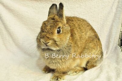 Netherland Dwarf - Chestnut 229 - Netherland Dwarf Rabbit