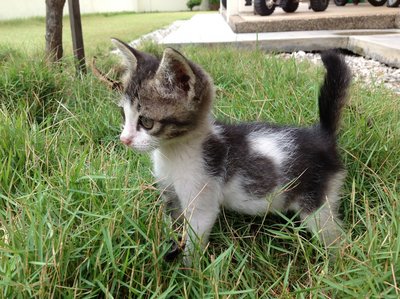 Spotty And Dotty - Domestic Medium Hair Cat