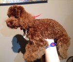 Taiwan Tiny Size Poodle - Poodle Dog