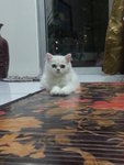 Cici - Persian Cat