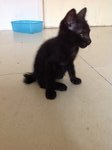 6 Playful Kittens: Alor Setar - Domestic Short Hair Cat