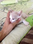 6 Playful Kittens: Alor Setar - Domestic Short Hair Cat