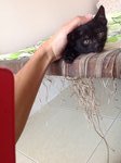 6 Playful Kittens: Alor Setar - Domestic Short Hair Cat