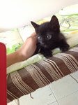 6 Playful Kittens: Alor Setar - Domestic Short Hair Cat