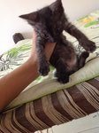 6 Playful Kittens: Alor Setar - Domestic Short Hair Cat