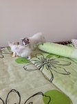 6 Playful Kittens: Alor Setar - Domestic Short Hair Cat