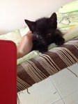 6 Playful Kittens: Alor Setar - Domestic Short Hair Cat