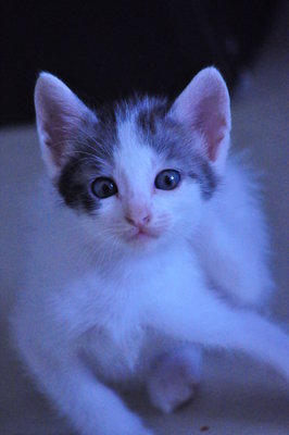 6 Playful Kittens: Alor Setar - Domestic Short Hair Cat