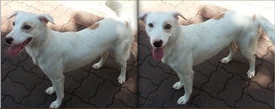 Snowy - Mixed Breed Dog