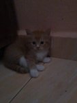 Kucing Parsi Untuk Dijual - Persian + Domestic Medium Hair Cat