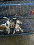 Beagle Puppy For Sales 2013(July) - Beagle Dog