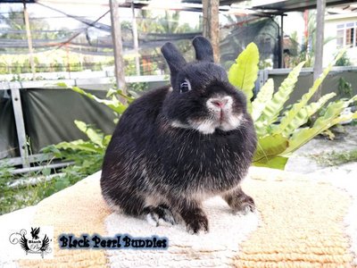 Black Otter Doe 2 - Netherland Dwarf Rabbit